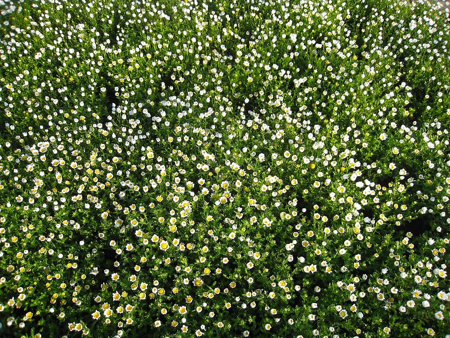 Daisy, Margaret, Early, Early Morning, Flowers, white, chrysanthemum, HD wallpaper