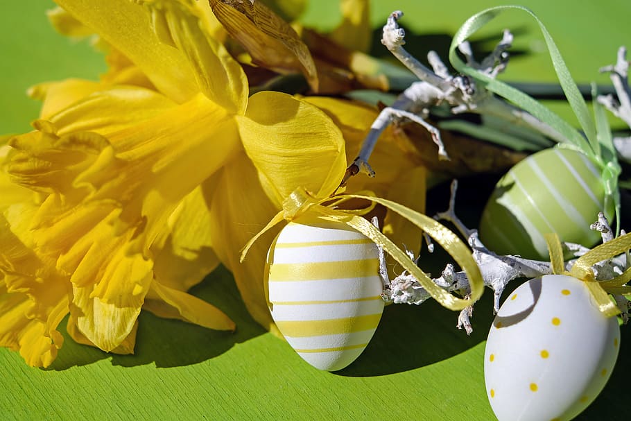 yellow daffodil flower and multicolored Easter eggs, easter theme HD wallpaper