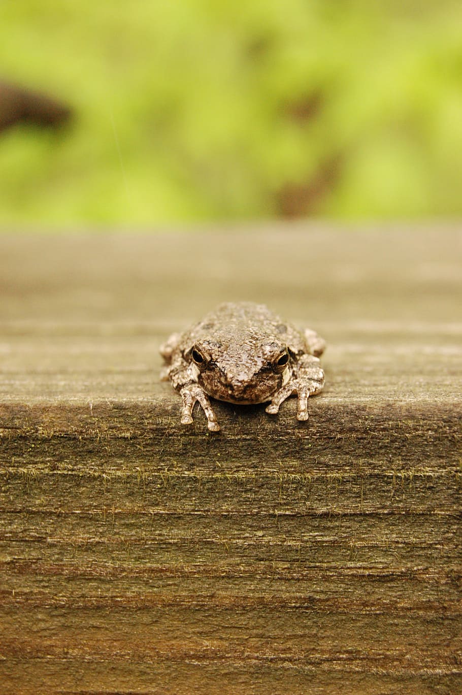Tree Frog, Nature, Animal, green, amphibian, wildlife, looking HD wallpaper