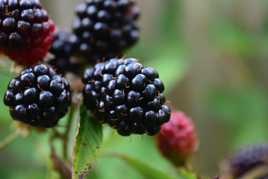 selective focus photo of blackberries, close, ripe, fruit, nature HD wallpaper