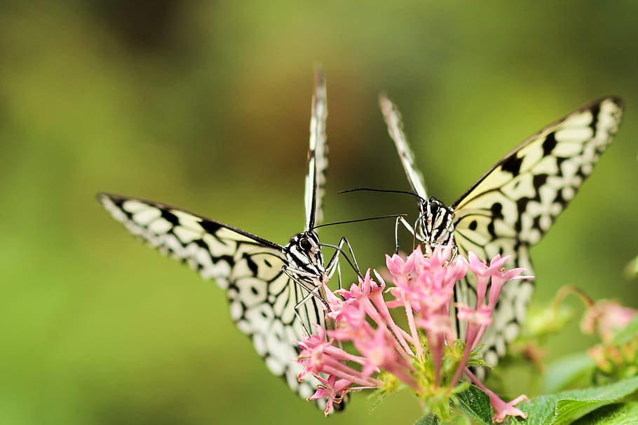 two yellow-and-black butterflies perched pink ixora flowers HD wallpaper