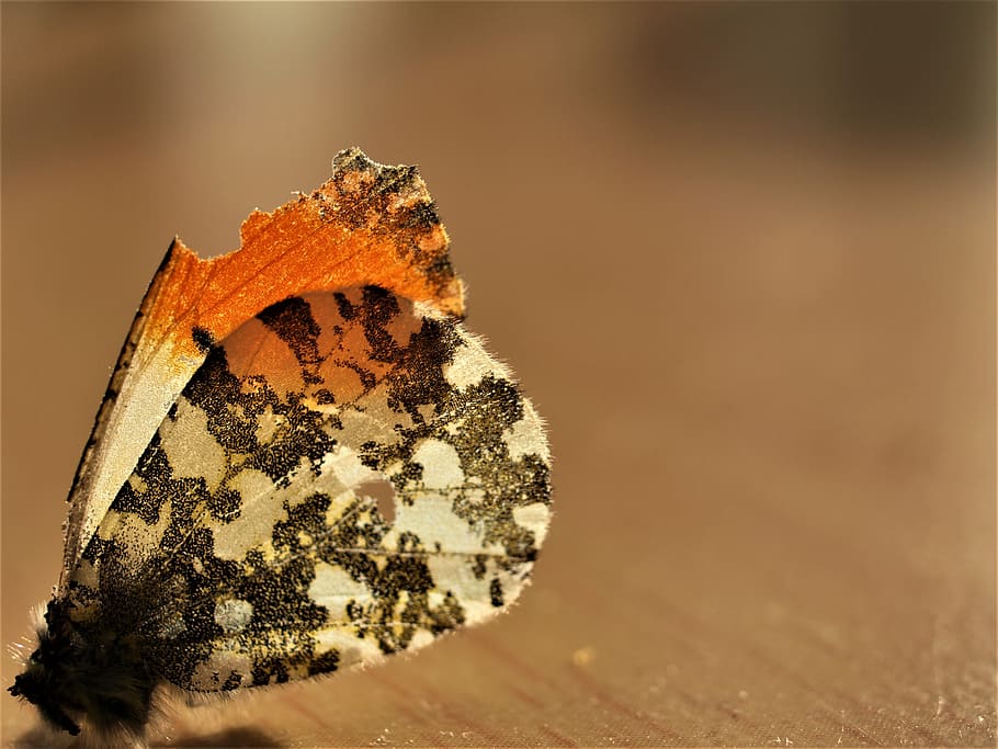 butterfly, wing, texture, nature, close-up, animal wildlife HD wallpaper