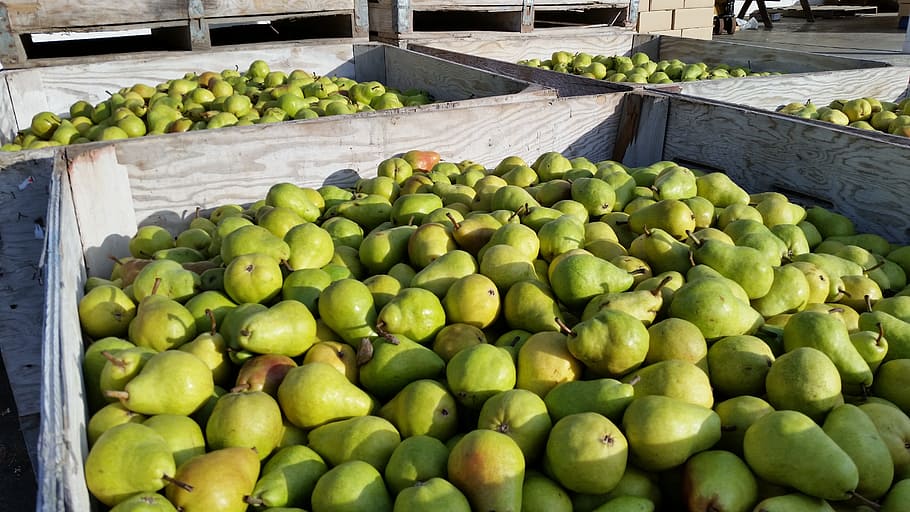 pears, bartlett pear, healthy, fruit, food, fresh, organic HD wallpaper