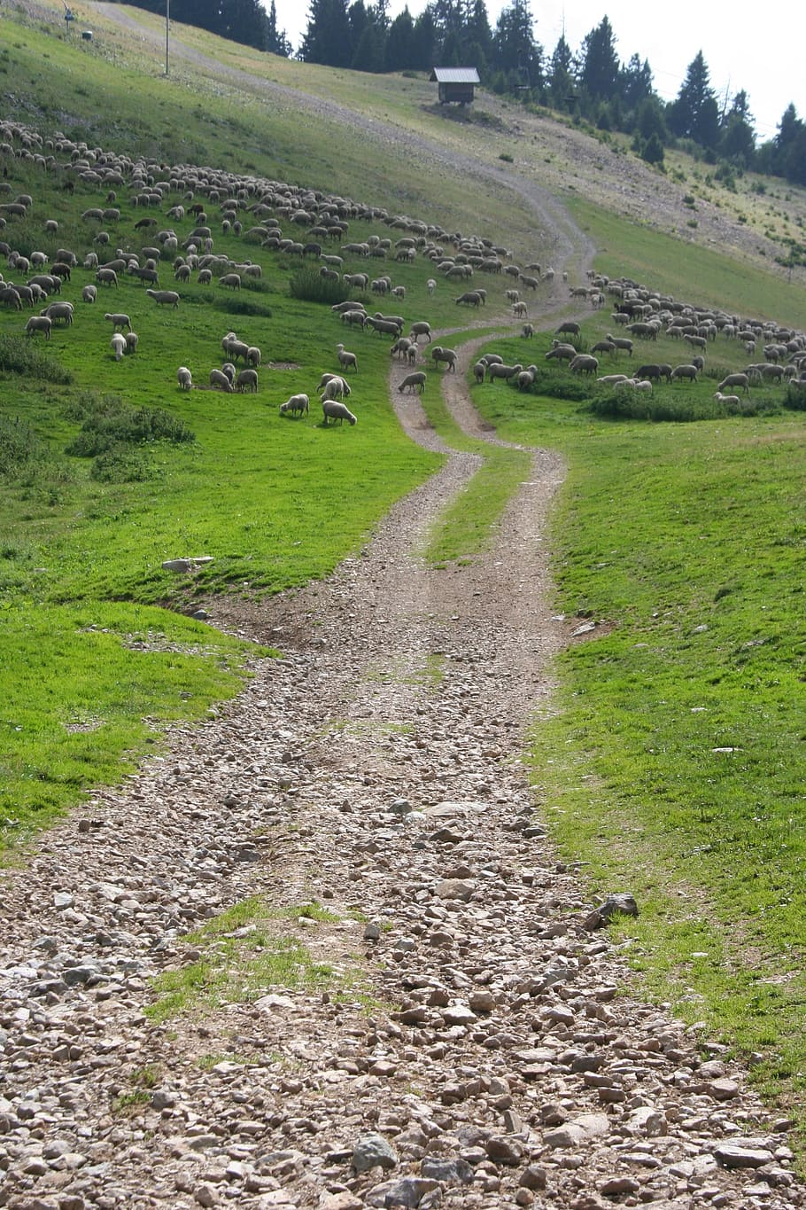 path, mountain, hiking, sheep, mountain pastures, landscape HD wallpaper