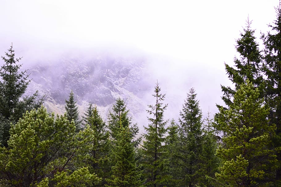 Iceland, Forest, Green, Green, Pine, Pine Tree, landscape, mountains HD wallpaper
