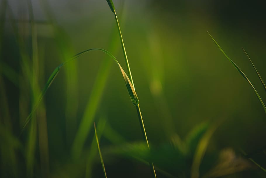 grass, nature, meadow, green, plant, growth, green color, beauty in nature HD wallpaper