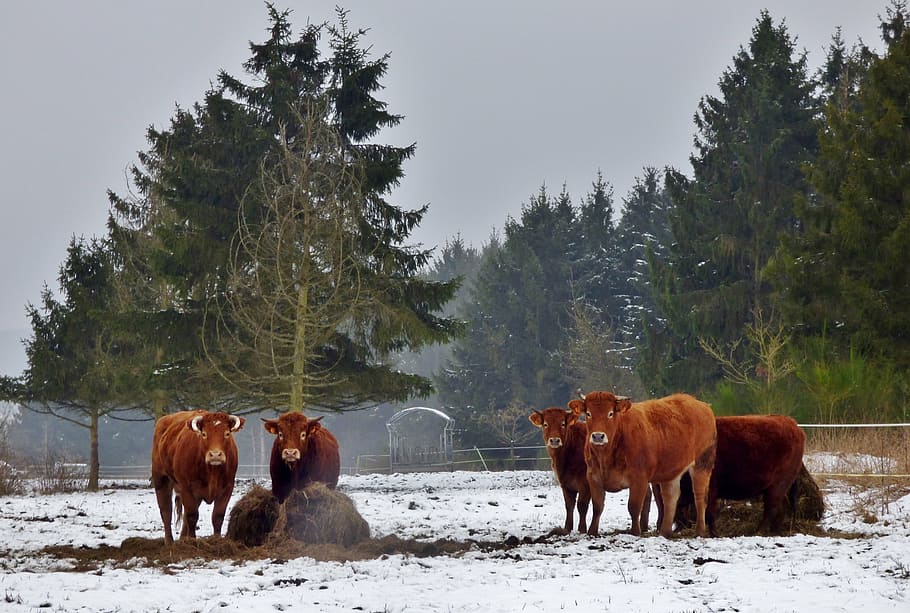 animals, cows, snow landscape, trees, mammal, nature, animal themes HD wallpaper