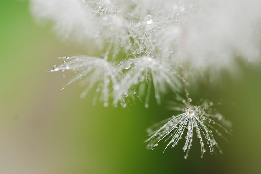 dandelion, fluff, cute, spring, green, white, natural, drop of water HD wallpaper