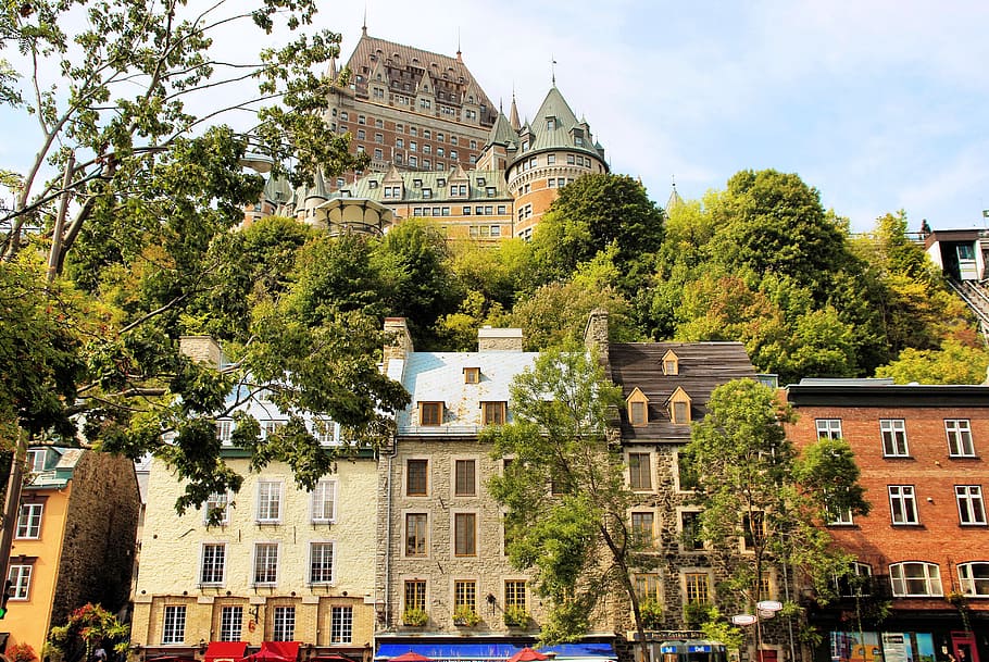 green leafed tree, canada, quebec, old quebec, frontenac, castle HD wallpaper