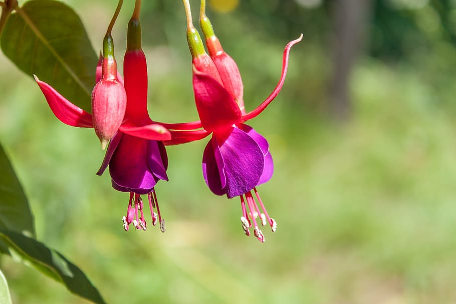 fuchsia, flower, nature, green, summer, flora, plant, red, petal HD wallpaper