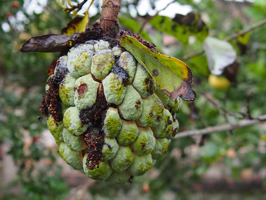 Guava, Fruit, Rot, focus on foreground, food and drink, close-up HD wallpaper