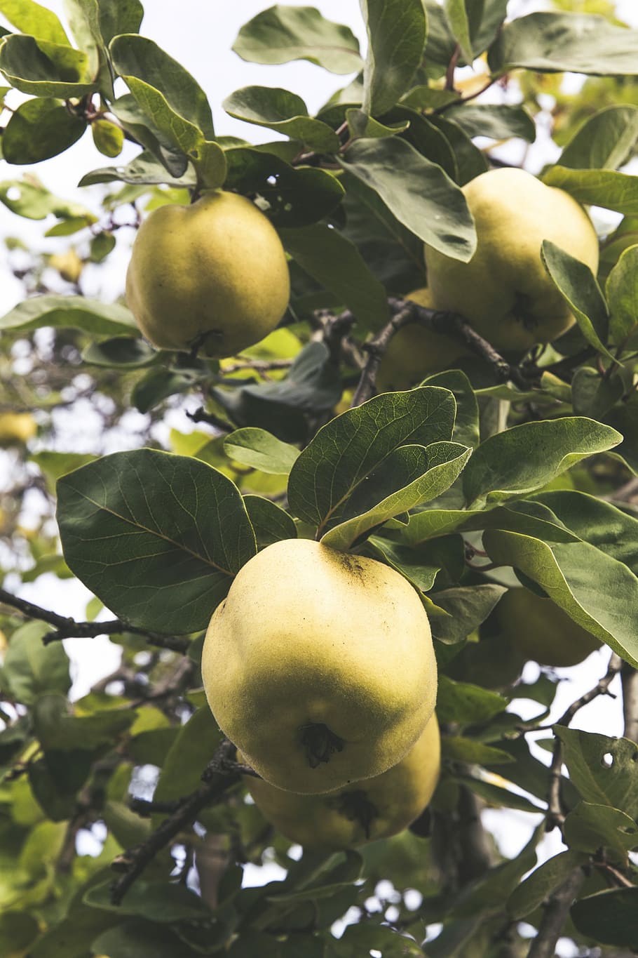 Quince, Fruit, Tree, Fruits, Yellow, harvest, fruit tree, pome fruit HD wallpaper