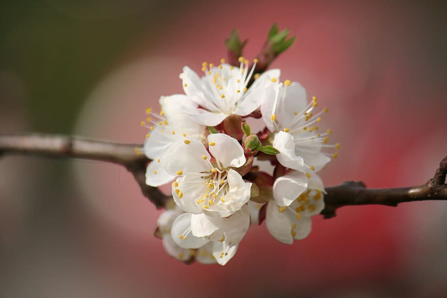 white, ladybug, cherry, flower, flowering plant, fragility HD wallpaper