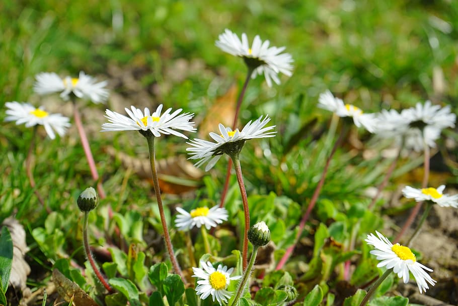 daisy, flower, blossom, bloom, white, bellis philosophy, multiannual daisy HD wallpaper
