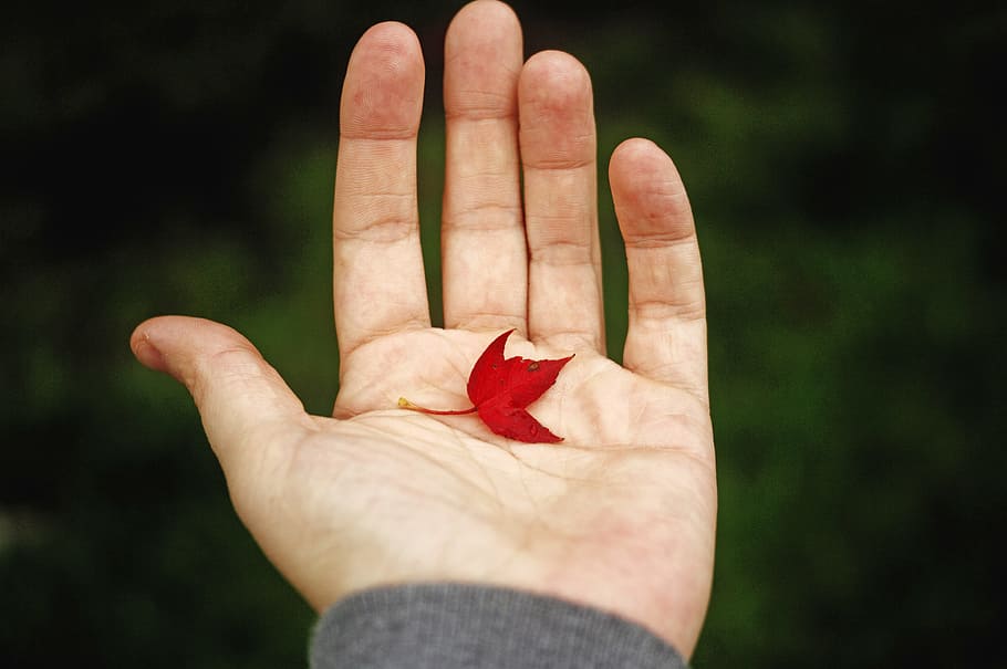 person holding red leaf, red leaf on human palm, shallow focus HD wallpaper