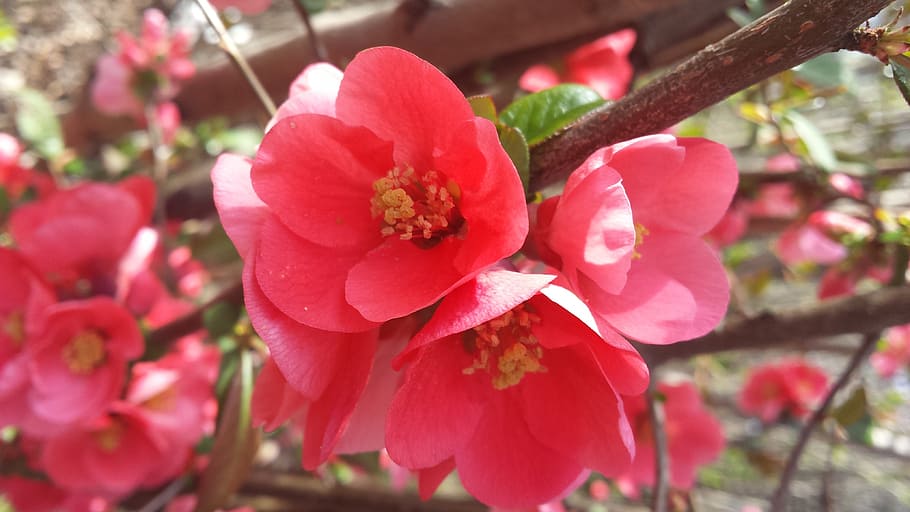 flowers, spring, springtime, nature, floral, blossom, plant HD wallpaper