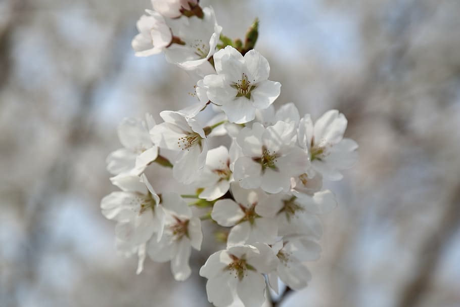cherry blossom, spring, petal, flower, flowering plant, freshness HD wallpaper