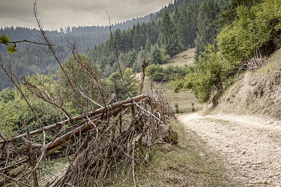Mountain, Road, Trees, Forest, wooden fence, nature, country HD wallpaper