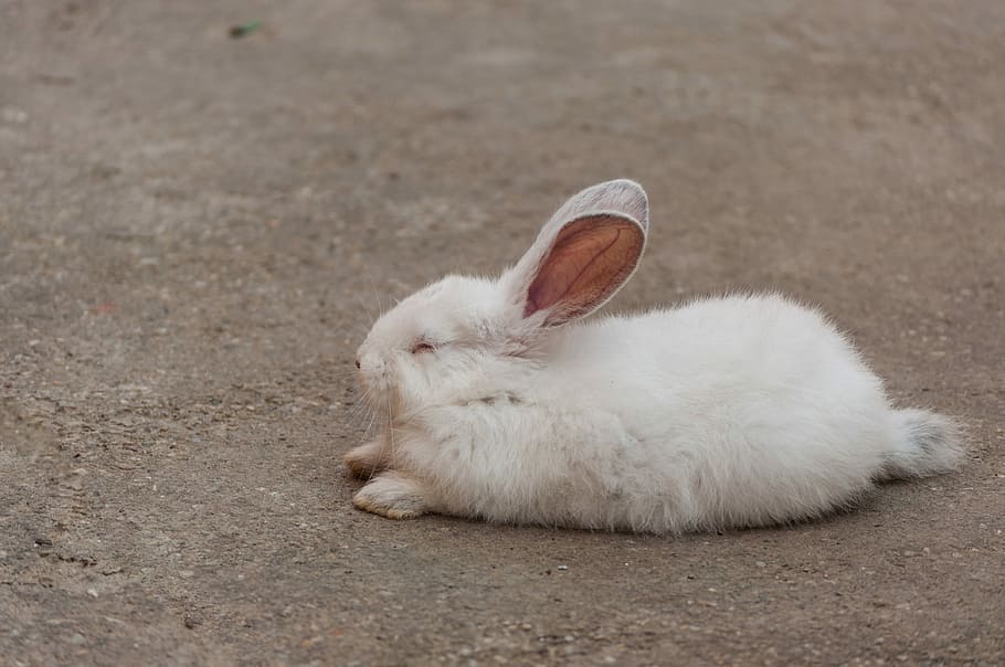 white rabbit lying on concrete floor, Sleep, animal themes HD wallpaper