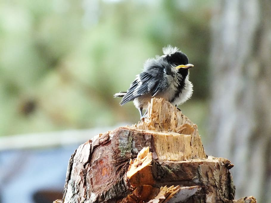 biddy, chick, poult, fledgling, bird, animal, stump, stub, snag HD wallpaper