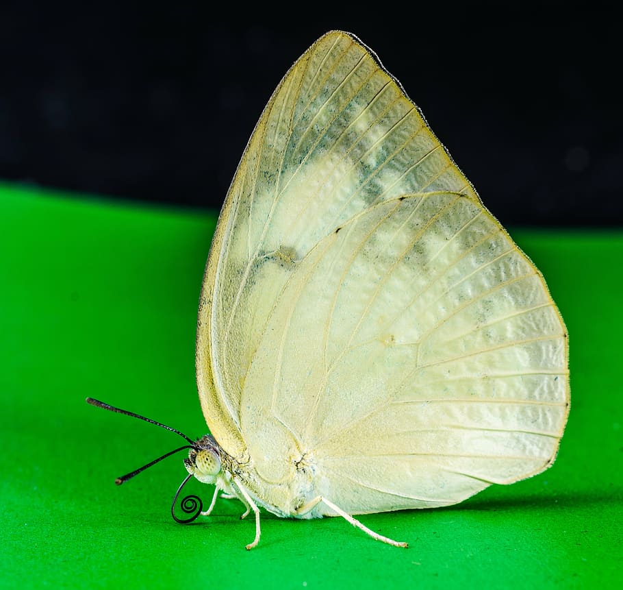 butterfly, insect, nature, animal, butterfly - Insect, summer HD wallpaper
