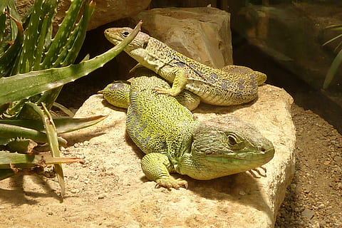lizard, timon lepidus, reptile, green, scale, animal, cold blooded animals HD wallpaper