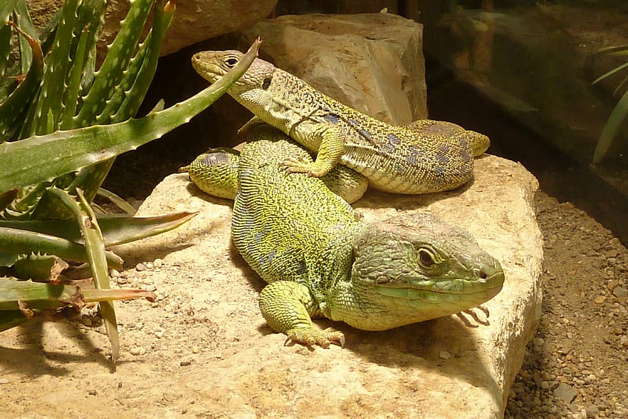 lizard, timon lepidus, reptile, green, scale, animal, cold blooded animals HD wallpaper