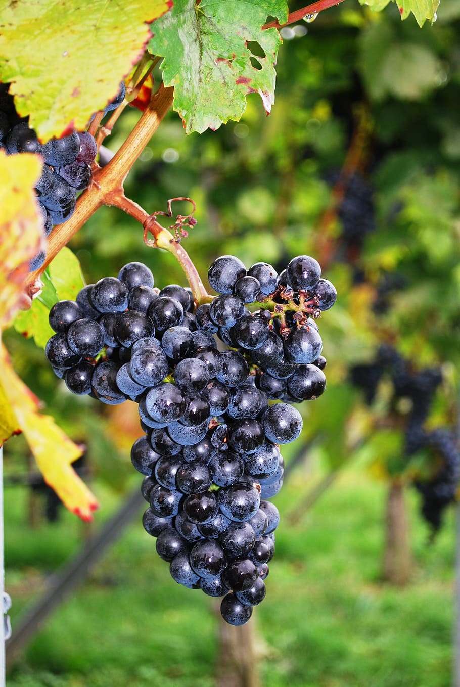 shallow focus photography of grapes, grape vine, vineyard, wine HD wallpaper