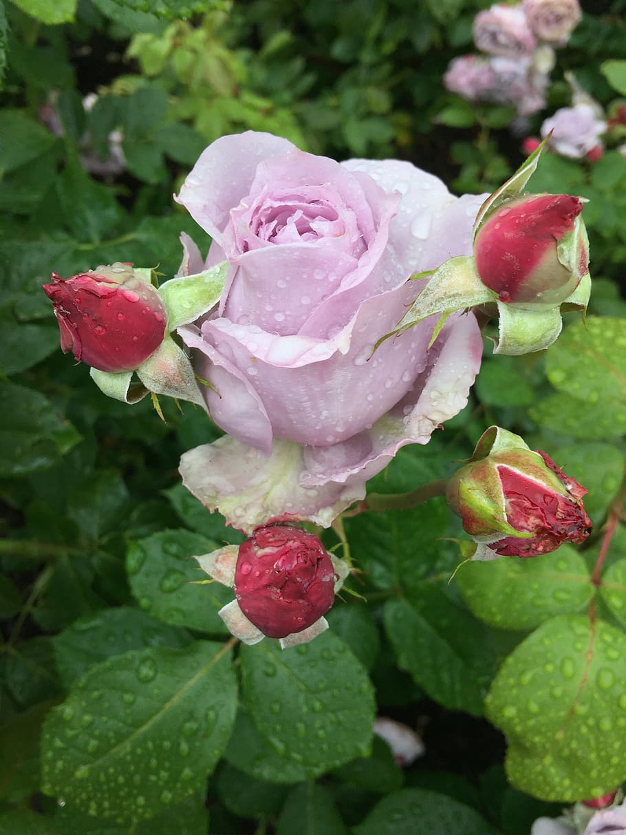 Flower, rose, readily take, nature, pink Color, leaf, plant HD wallpaper