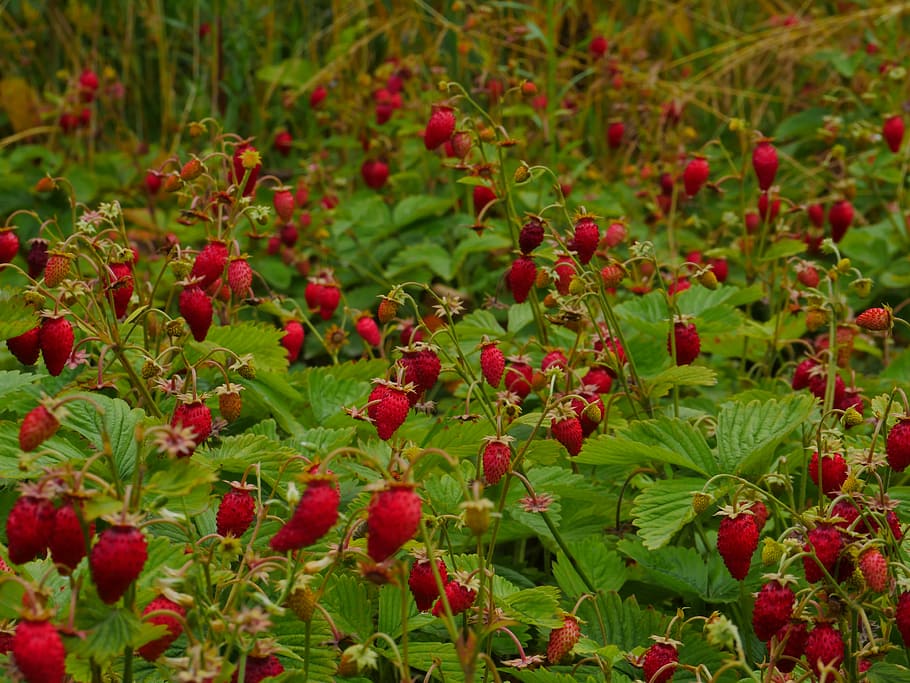 wild strawberry, red, glade, summer, ripe, forest, in grass, HD wallpaper