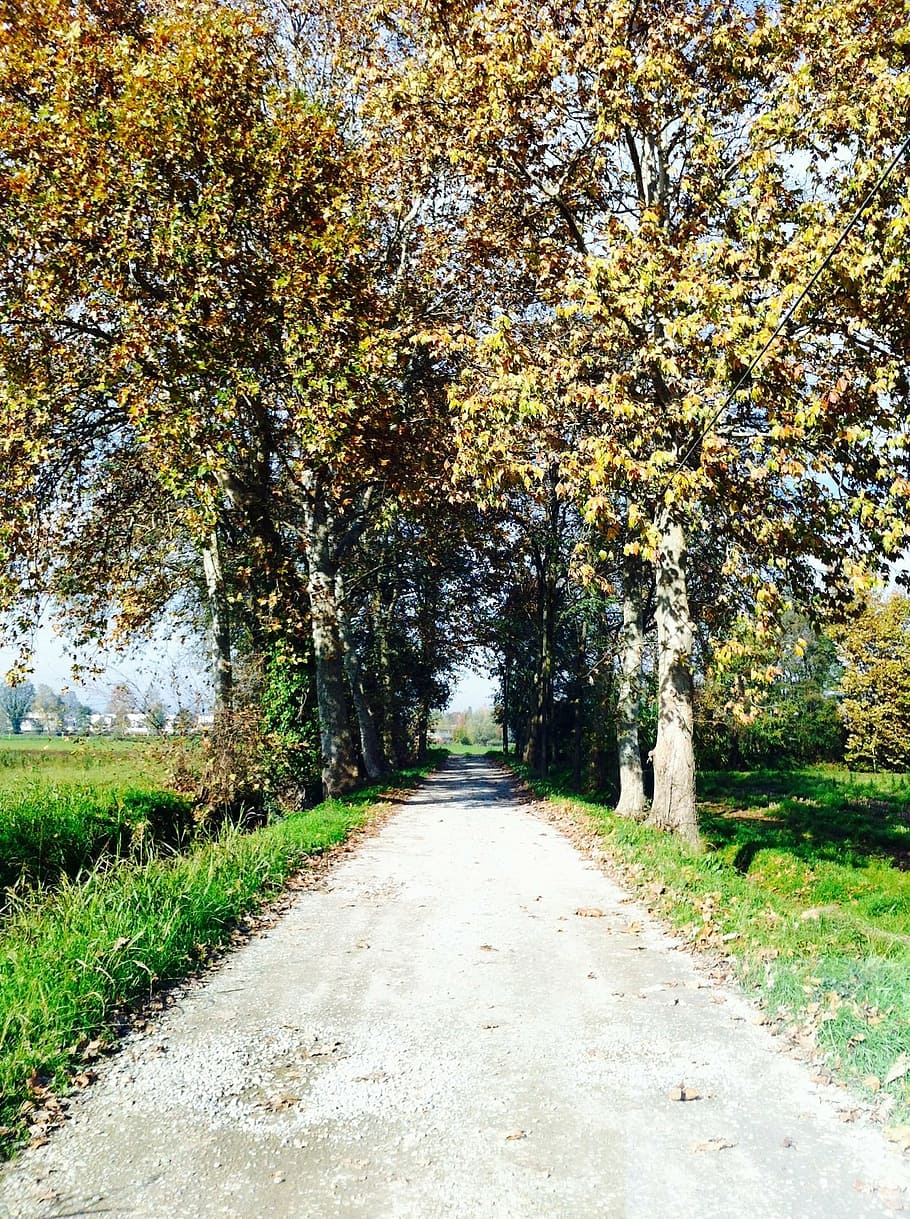 nature, road, trees, plant, the way forward, direction, growth HD wallpaper