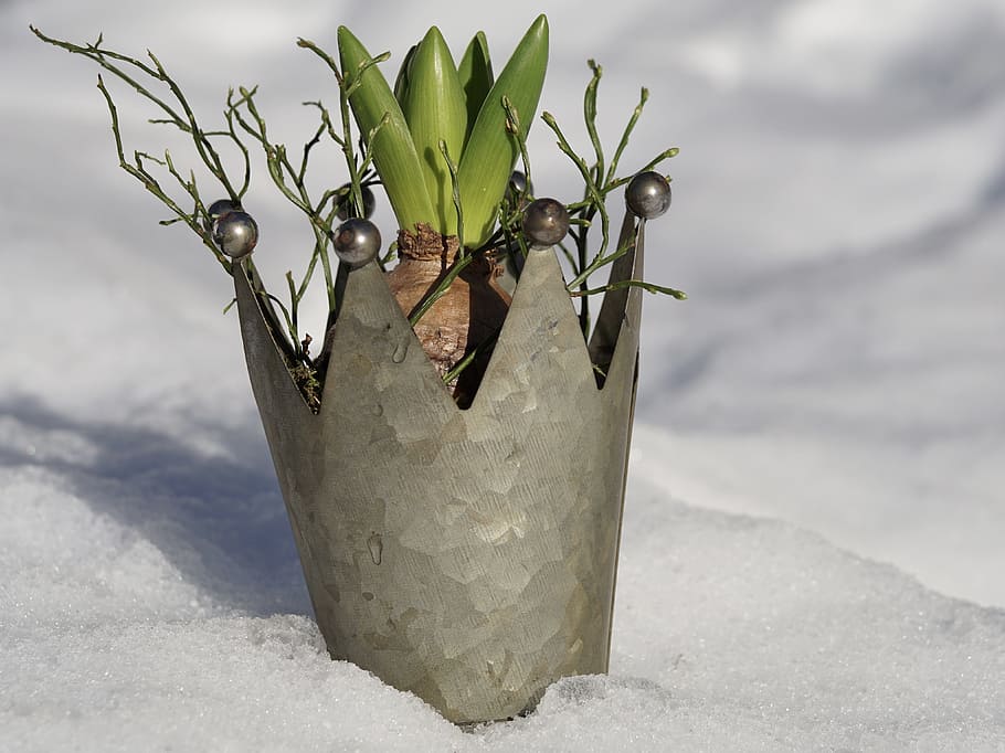 nature, winter, plant, snow, still life, growth, vase, cold, HD wallpaper