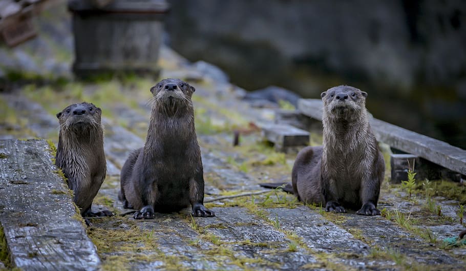 three brown beavers standing on wooden surface, shallow focus photography of three otters