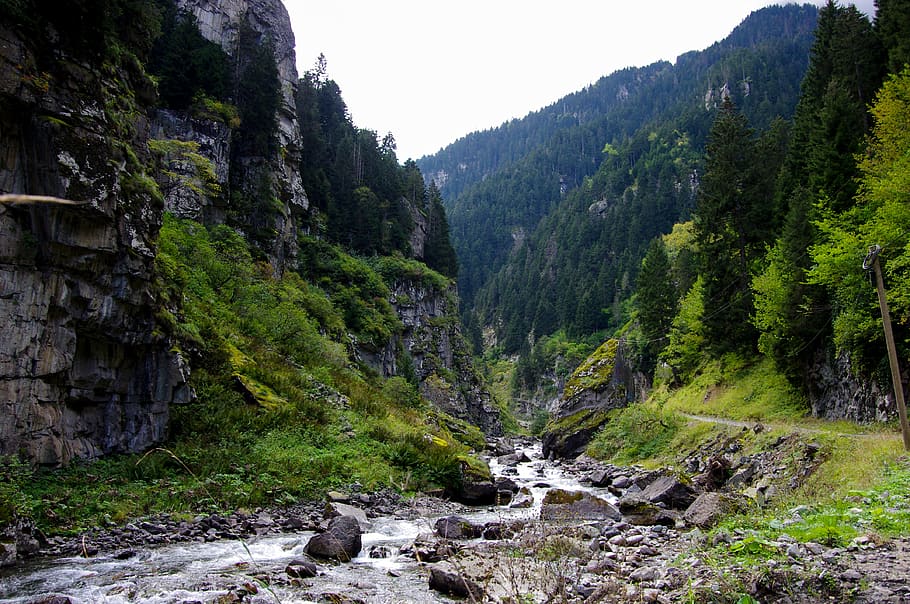 dd, storm, forest, green, streaming, tree, autumn, rize, valley HD wallpaper