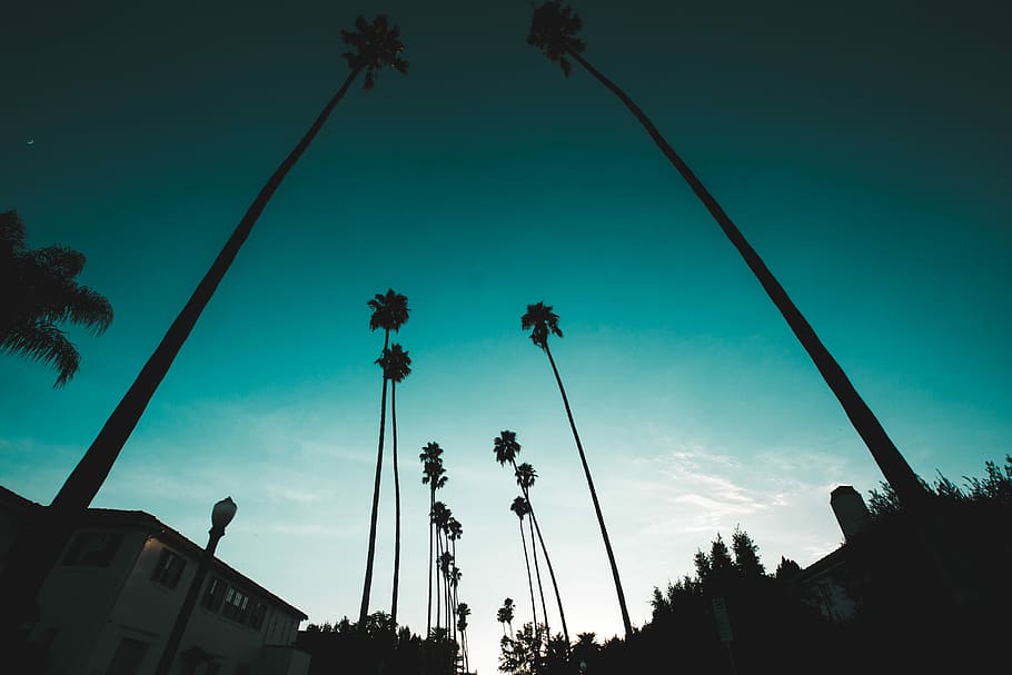 coconut tree near white house, silhouette of palm trees along road HD wallpaper