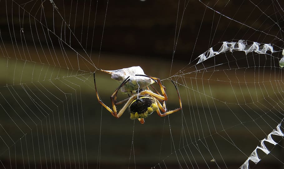 insect, macro, spider, colombia, animal themes, spider web HD wallpaper
