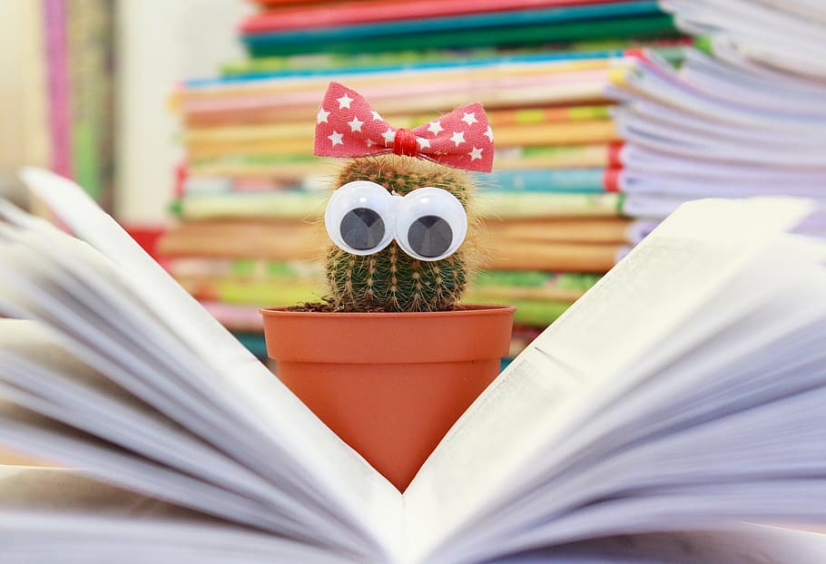 green cactus on brown plastic pot, book, flower, read, scratchy HD wallpaper