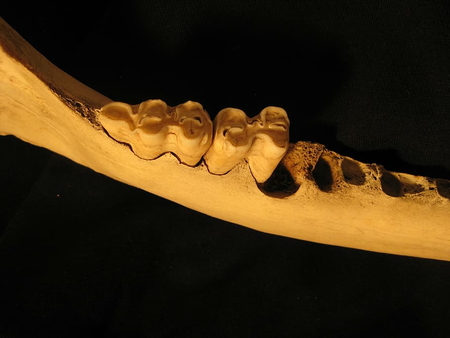 bone, teeth, jaw, skeleton, anatomy, bovine, molars, dentist HD wallpaper