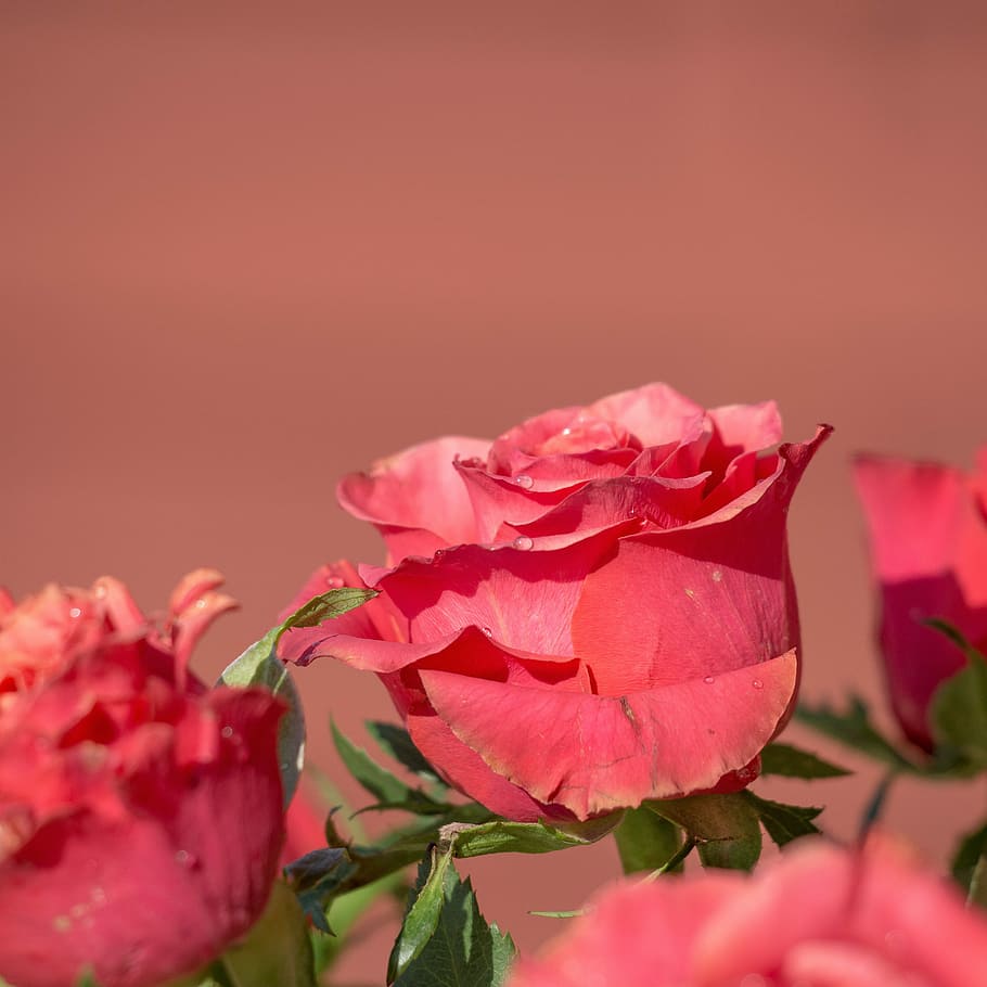 rose, nature, flower, leaf, plant, petal, summer, red, garden HD wallpaper