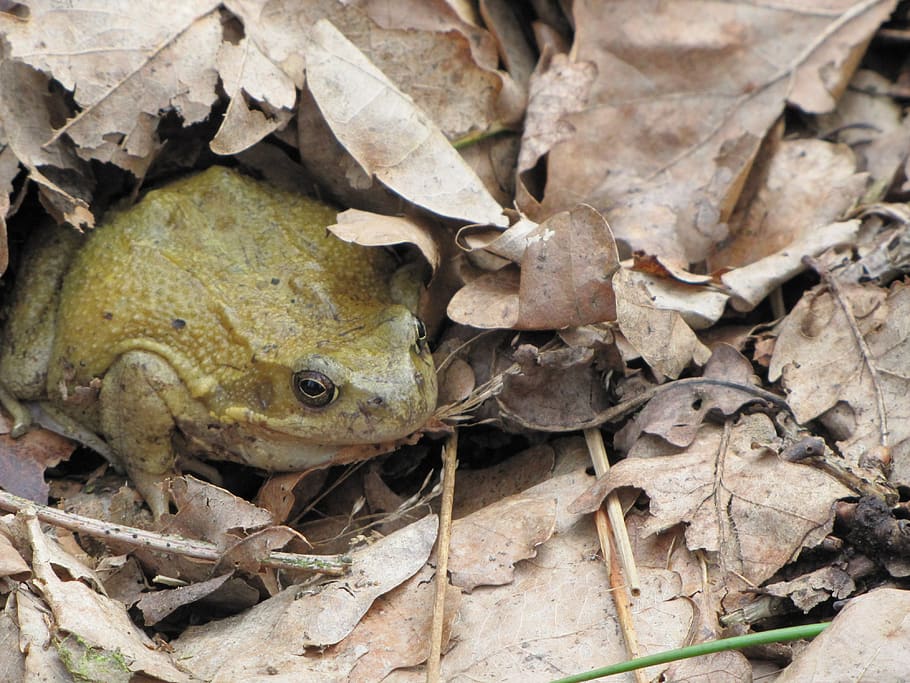 animal, frog, tree frog, leaf, plant part, animal themes, vertebrate HD wallpaper