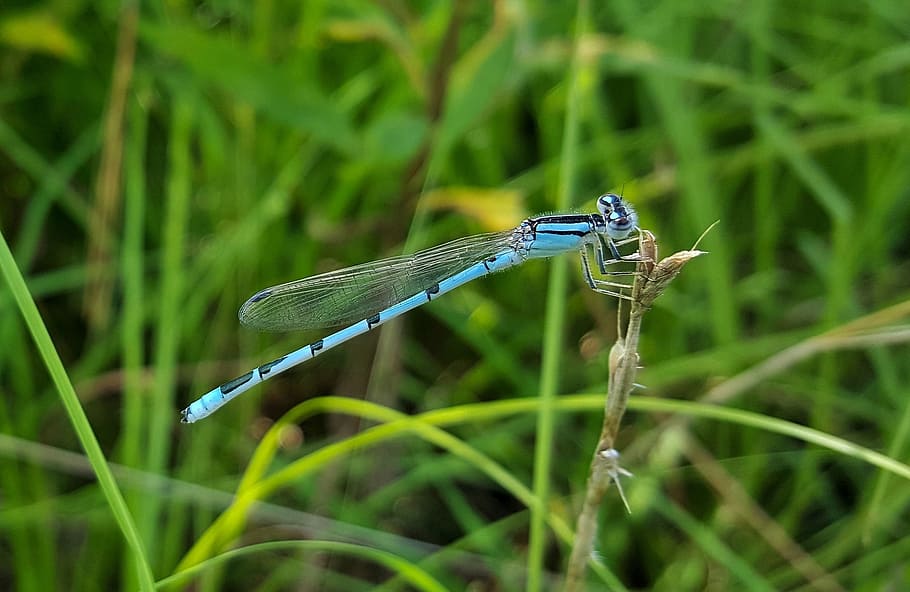 Familiar Bluet Damselfly, Damselfly, insect, insectoid, winged