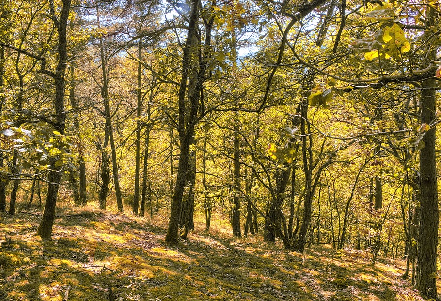 forest, landscape, mountain, serenity, foliage, plant, trees HD wallpaper
