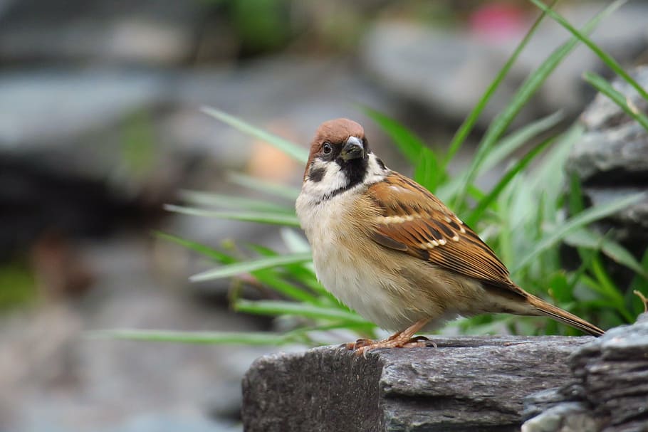 selective focus photography of brown sparrow on wood log, palm HD wallpaper