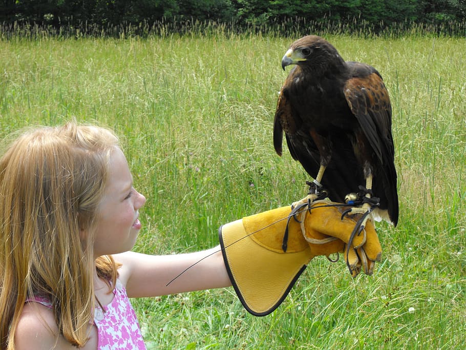 Child, Hawk, Bird, Fly, Wings, Feather, wildlife, beak, dom HD wallpaper