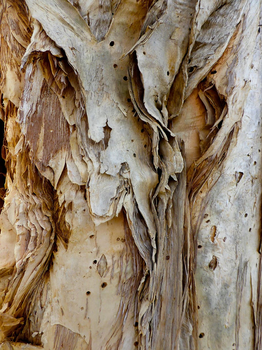 bark, paper bark, rough, surface, closeup, textured, pattern HD wallpaper