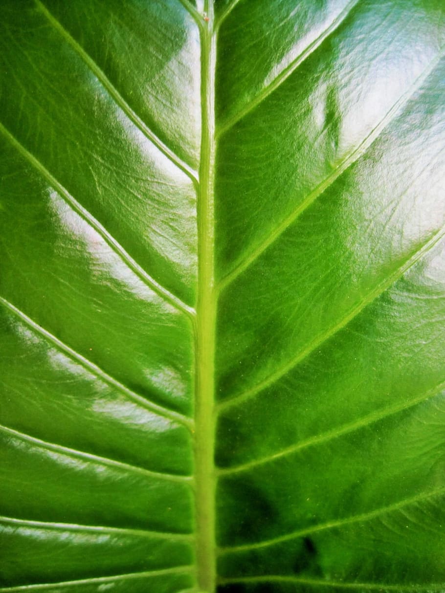 Leaf, Shiny, Veined, Plant, large, natural, botanical, organic HD wallpaper