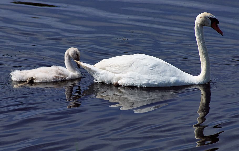 sony a-68, nature, experiment, bird, animals in the wild, animal themes HD wallpaper