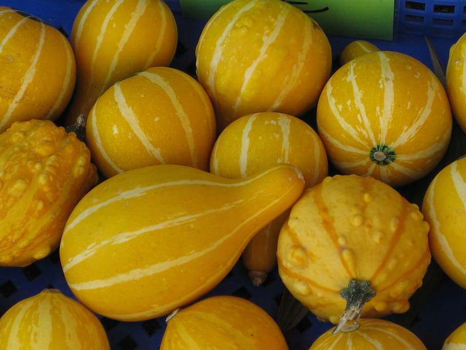 pumkin, yellow, vegetable, food and drink, healthy eating, fruit HD wallpaper