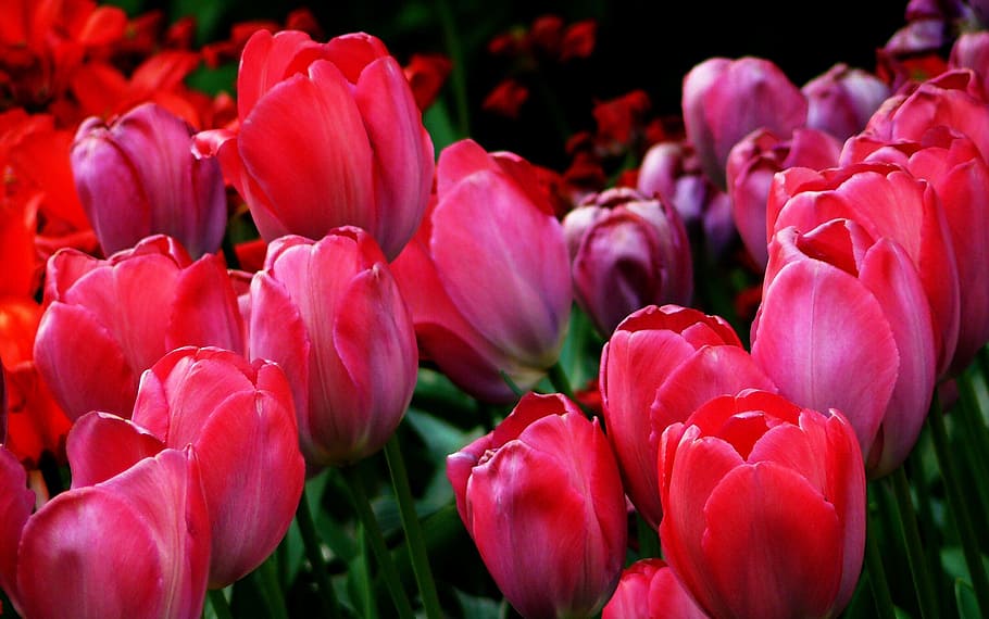 lowlight photography of red petaled flowers, tulips, tulip fields, HD wallpaper