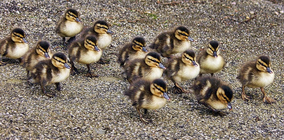 animals, beak, pebbles, ducks, close-up, ducklings, feathers HD wallpaper